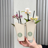 Mini Phalaenopsis Plant