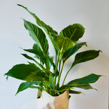 Peace Lily