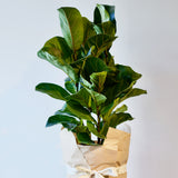 Fiddle Leaf Fig