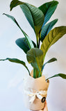 Peace Lily