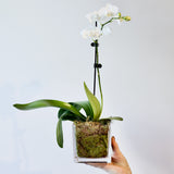 Mini Phalaenopsis Vase