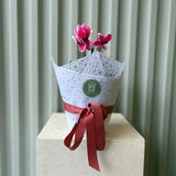 Cyclamen Plant pot