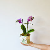 Mini Phalaenopsis Pot