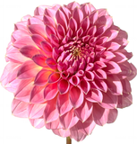 Helen Kleores Botanical Card Large
