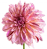 Helen Kleores Botanical Card Small
