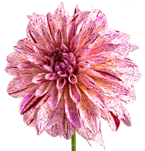 product_image