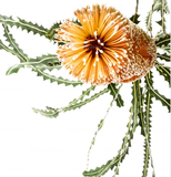 Helen Kleores Botanical Card Large