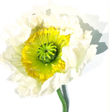 Helen Kleores Botanical Card Large
