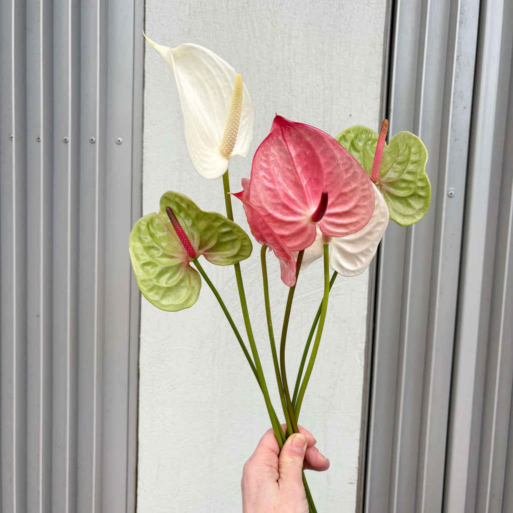 Anthurium stems