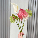 Anthurium stems