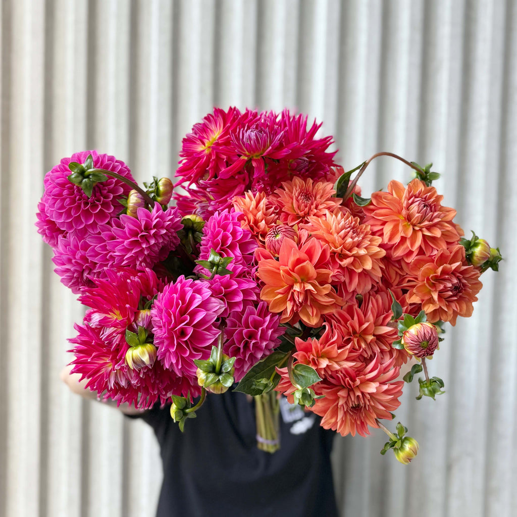 Dahlias