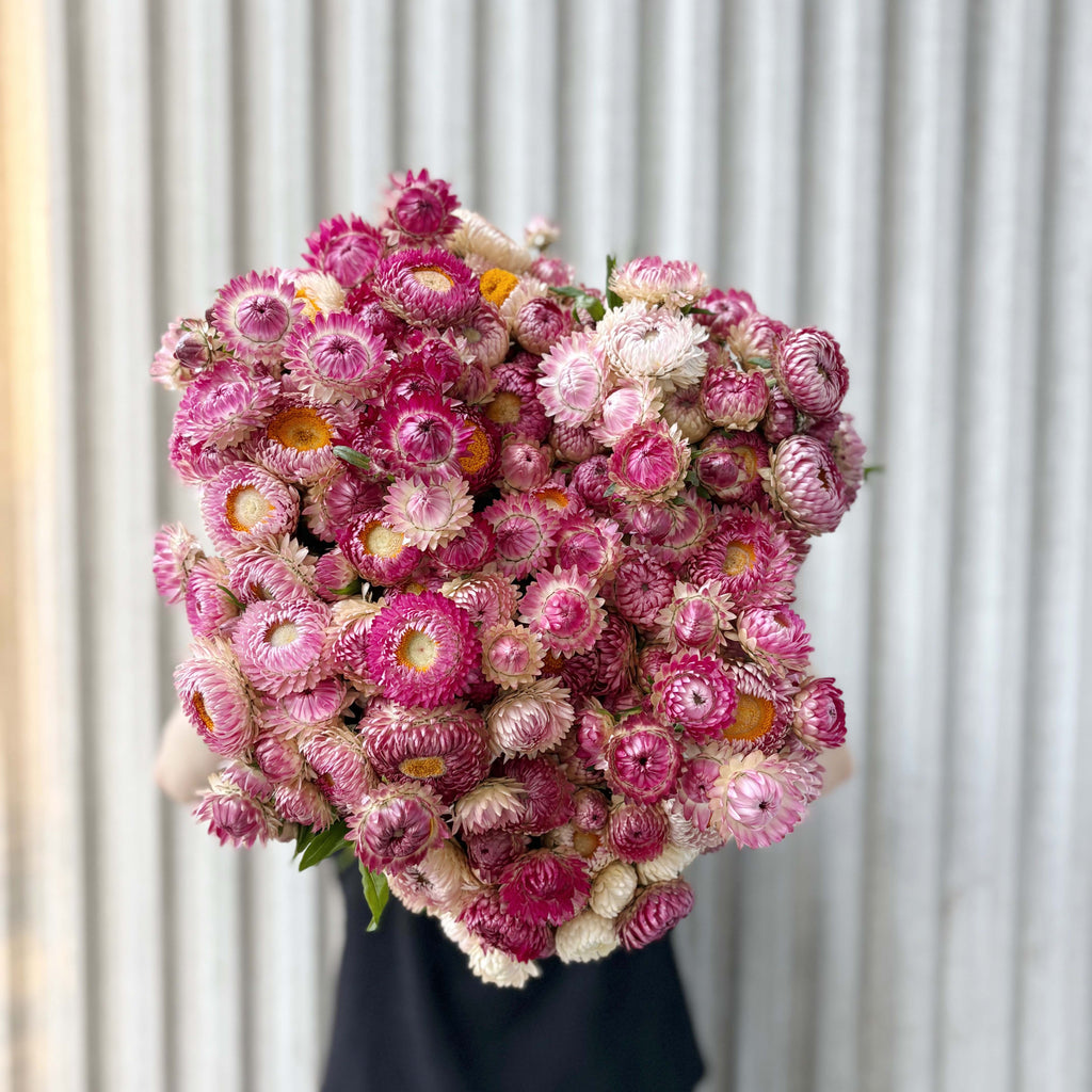 Strawflower