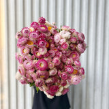 Strawflower