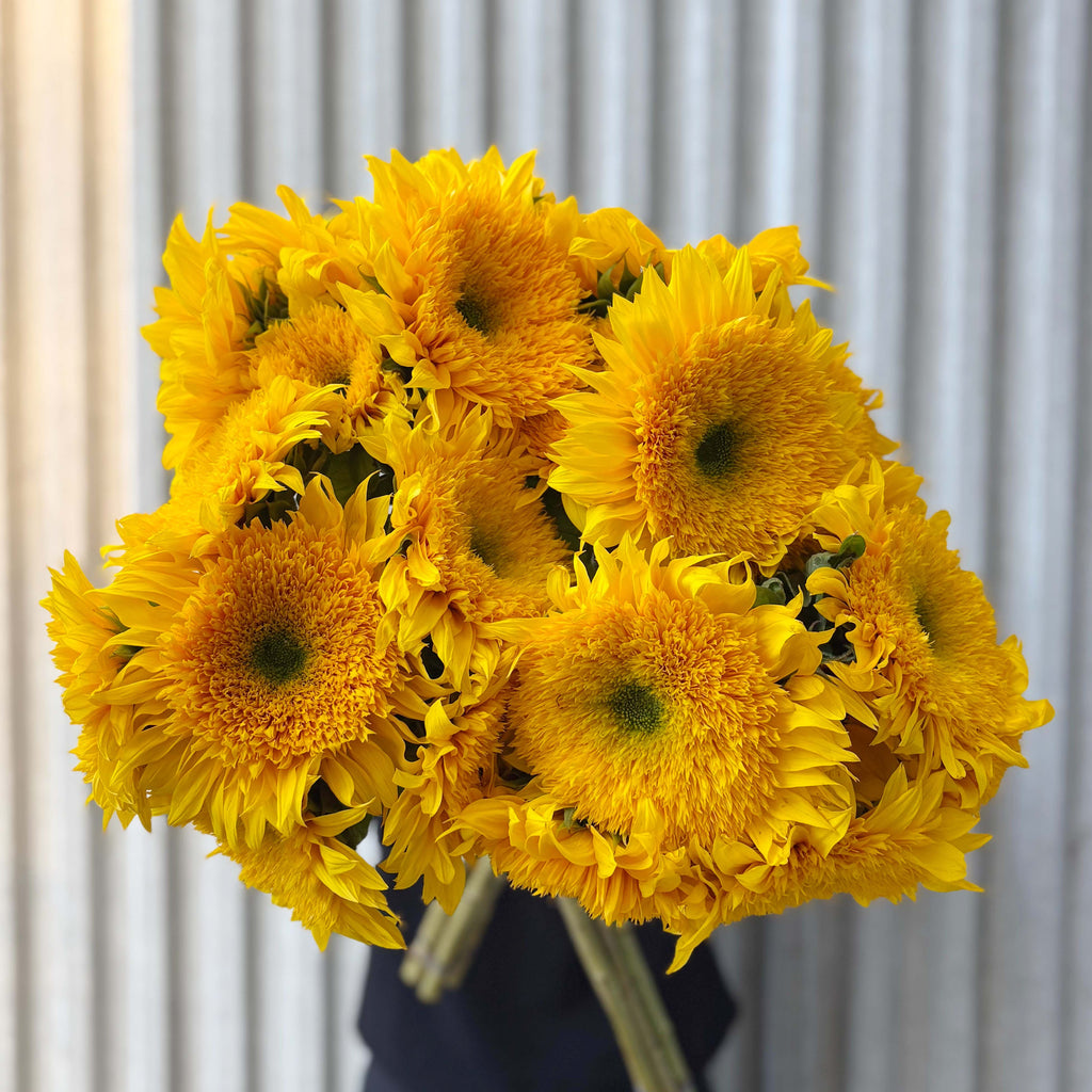 Teddy Bear Sunflowers