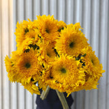 Teddy Bear Sunflowers