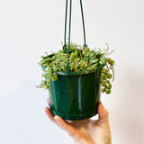 String of Turtles